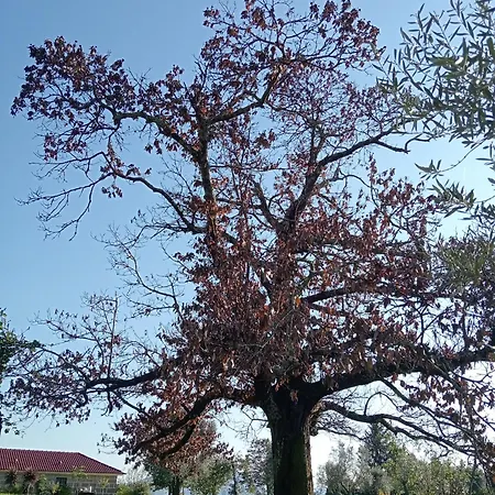 Vinte-quinta Da Boavista *