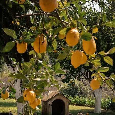 Vinte-quinta Da Boavista Ponte de Lima