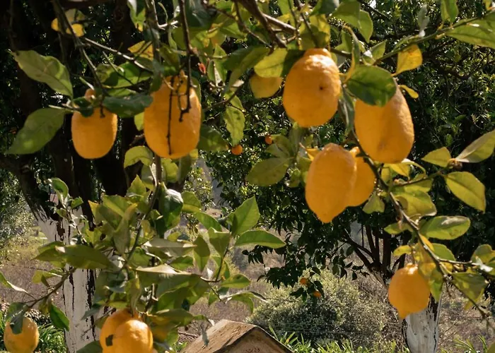 Vinte-quinta Da Boavista Ponte de Lima